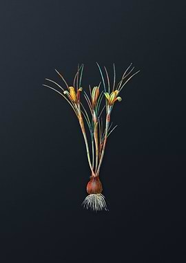 Cloth of Gold Crocus