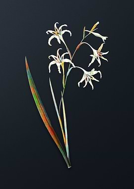 Gladiolus Cuspidatus