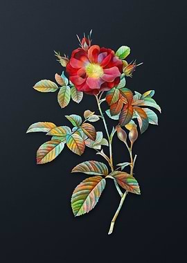 Vintage Red Portland Rose