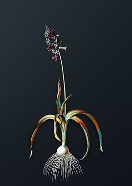 Vintage Common Bluebell