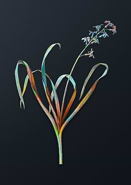 Vintage Dutch Hyacinth