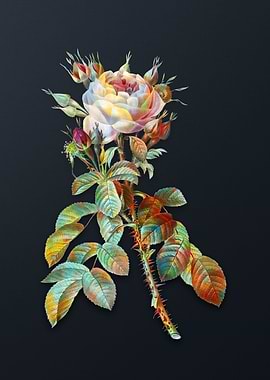 Lelieurs Four Seasons Rose