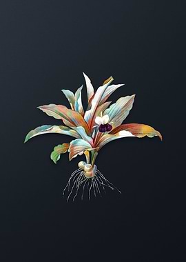 Kaempferia Angustifolia