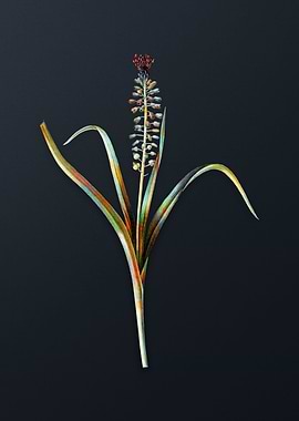 Vintage Grape Hyacinth