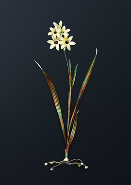 Vintage Ixia Fusco Citrina