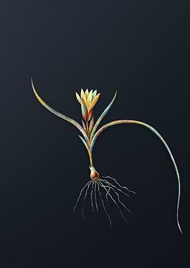 Vintage Ixia Recurva