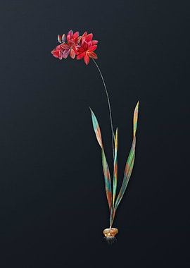 Vintage Ixia Filiformis
