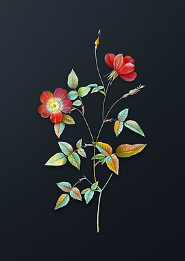 Indica Stelligera Rose