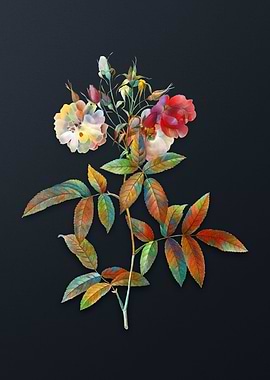 Vintage Hudson Rose Flower