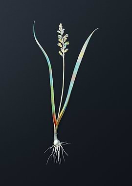 Vintage Lachenalia Pallida