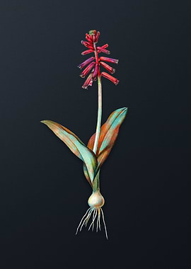 Vintage Lachenalia Pendula