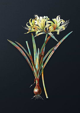 Golden Hurricane Lily