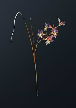 Vintage Gladiolus Ringens
