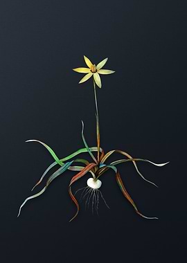 Vintage Hypoxis Stellata