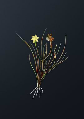 Golden Blue eyed Grass