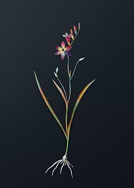 Vintage Ixia Secunda