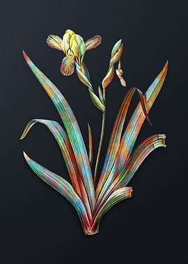 Vintage Hungarian Iris