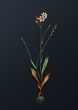 Vintage Gladiolus Junceus