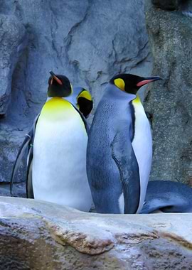The King Penguins