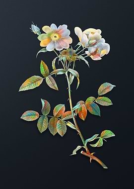 Lady Monson Rose Bloom