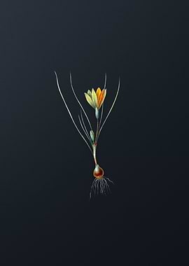 Vintage Ixia Filifolia