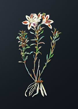 Vintage Lily of the Incas