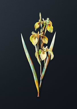 Vintage Irises Flower