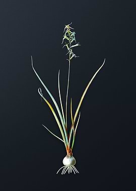 Vintage Hyacinthus Viridis