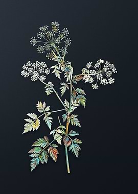 Vintage Hemlock Flowers