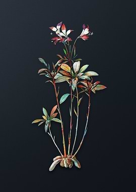 Vintage Lily of the Incas