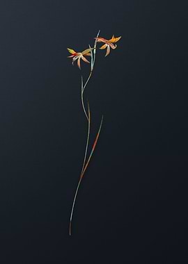 Gladiolus Watsonius Flower