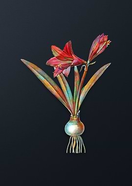 Vintage Hippeastrum Flower