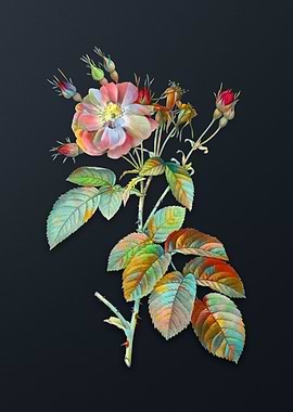 Vintage Harsh Downy Rose