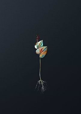 Vintage Mayanthemum Flower