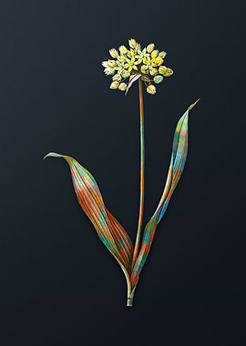 Vintage Golden Garlic