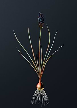 Vintage Grape Hyacinth