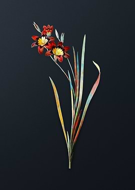 Vintage Ixia Tricolor