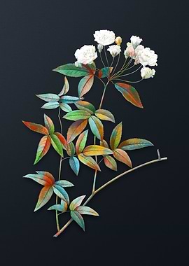 Vintage Lady Banks Rose