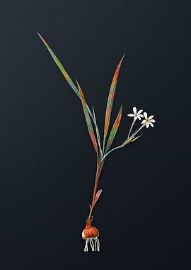 Gladiolus Inclinatus