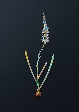 Vintage Ixia Cepacea