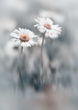 White daisy, macro, flower
