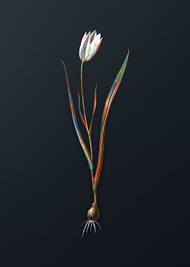 Vintage Lady Tulip Flower