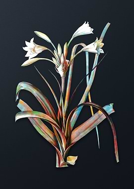 Vintage Malgas Lily Flower