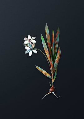 Vintage Gladiolus Plicatus