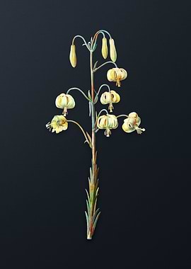 Vintage Lilium Pyrenaicum