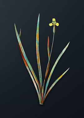 Vintage Iris Martinicensis