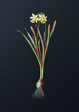 Lesser Wild Daffodil