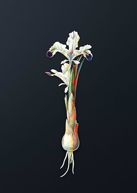 Vintage Iris Persica