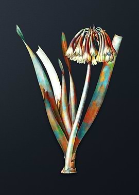 Vintage Knysna Lily Flower