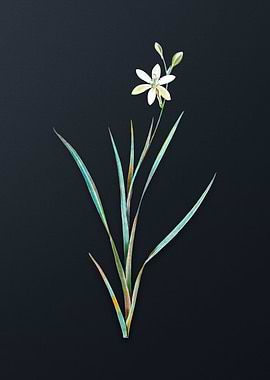 Vintage Ixia Anemonae